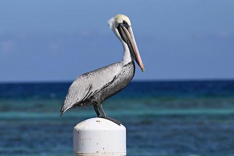Pelicans tend to spend the winter on the Cayman Islands to practice fishing and diving