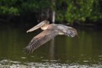 Pelicans arrive on Grand Cayman for a winter of diving practice pelicans