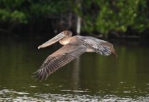 Pelicans arrive on Grand Cayman for a winter of diving practice pelicans