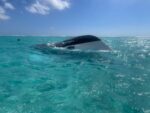 Department of Environment boat sinks mysteriously in Little Cayman DoE boat sinking