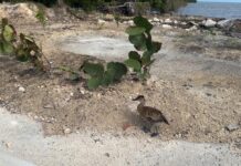 Green shoots of success for mangrove restoration project