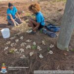 Critically endangered sea turtles saved by Water Authority staff Department of Environment staff excavated the hawksbill turtle nest in East End. - Photo: Department of Environment