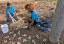 Critically endangered sea turtles saved by Water Authority staff Department of Environment staff excavated the hawksbill turtle nest in East End. - Photo: Department of Environment