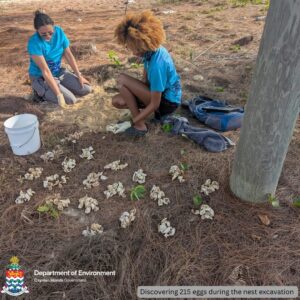 Department of Environment staff excavated the hawksbill turtle nest in East End. - Photo: Department of Environment