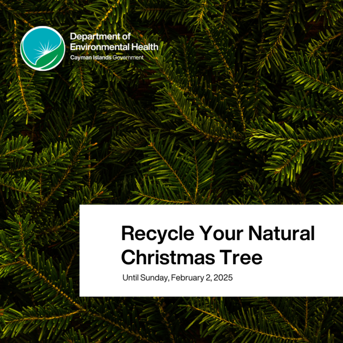 Natural Christmas Tree 2025