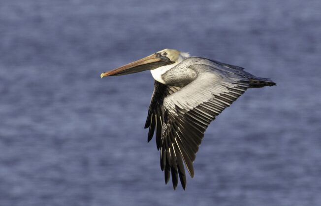 ペリカン180F PELICAN Pelican™ 32