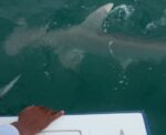 Shark chases fish to Samaritan anglers shark