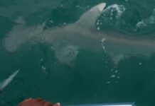Shark chases fish to Samaritan anglers shark