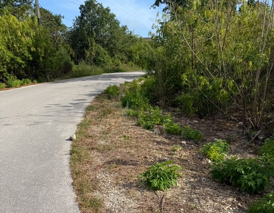 The quiet road where Spikey was found