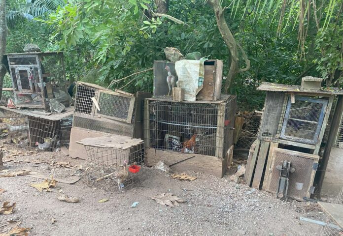 Police broke up a suspected cockfighting ring in Bodden Town