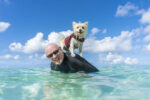 Happy memories of dog Spikey, a ‘smashing’ swimmer, comfort family Missing dog Spikey Haggis is remembered by his owner Colin Manson