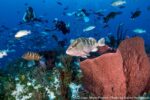 Lack of spawning groupers leaves scientists baffled