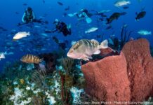 Lack of spawning groupers leaves scientists baffled