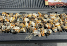 Man arrested with 70 conch; charged with assaulting DoE officer The Department of Environment says this conch was illegally taken from a marine protected area at Barkers. - Photo: Department of Environment