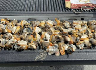 Man arrested with 70 conch; charged with assaulting DoE officer The Department of Environment says this conch was illegally taken from a marine protected area at Barkers. - Photo: Department of Environment