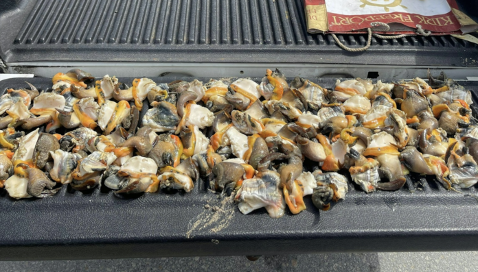 The Department of Environment says this conch was illegally taken from a marine protected area at Barkers. - Photo: Department of Environment