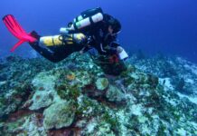 Cayman’s underwater mountains have remained uncharted — until now Researchers are studying two seamounts in Cayman waters for the first time. - Photo: Submitted by CCMI