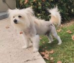 Family mourns pet dog Spikey after search comes to a sad end Spikey the dog