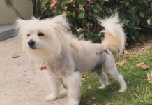 Family mourns pet dog Spikey after search comes to a sad end Spikey the dog