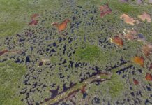 Ousted NCC members threaten legal action Grand Cayman's Central Mangrove Wetland - Photo: File