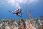 Young Caymanians given the chance to dive into an ocean career CCMI is offering 10 scholarships to students who are interested in a marine career. - Photo: CCMI