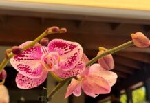 Orchid show attracts appreciative crowds