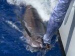 McTaggart takes charge in BK Big Fish conservation initiative One of the three marlins caught and released by Jacob McTaggart and team during the BK Big Fish tournament.