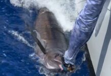 McTaggart takes charge in BK Big Fish conservation initiative One of the three marlins caught and released by Jacob McTaggart and team during the BK Big Fish tournament.