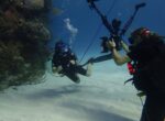Underwater life in the Cayman Islands streamed live around the world Reefs Go Live