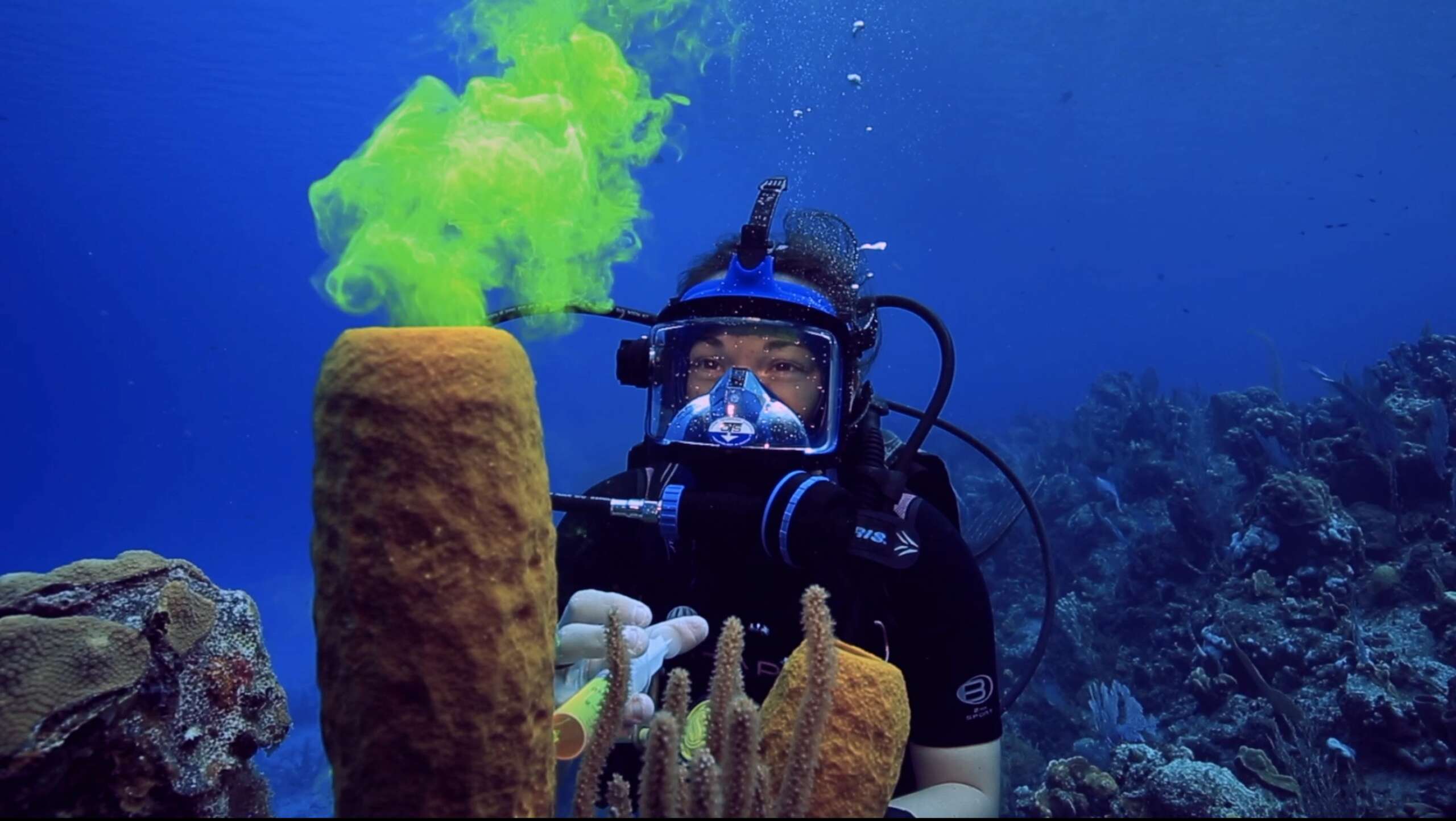 Viewers of Reefs Go Live will be able to interact with the divers in real tim Viewers of Reefs Go Live will be able to interact with the divers in real time