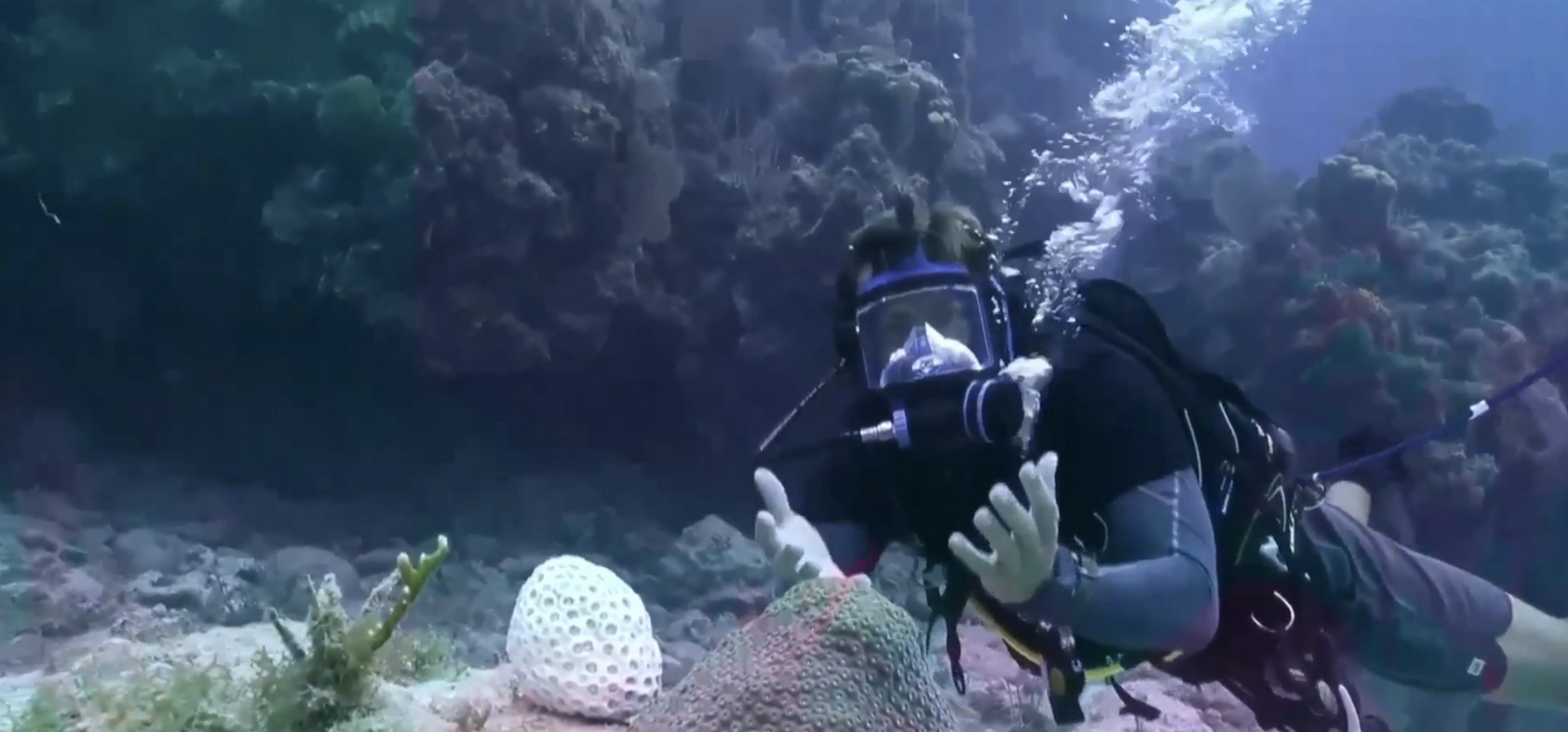 coral bleaching