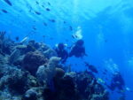 Local nominees sought for Scuba Hall of Fame