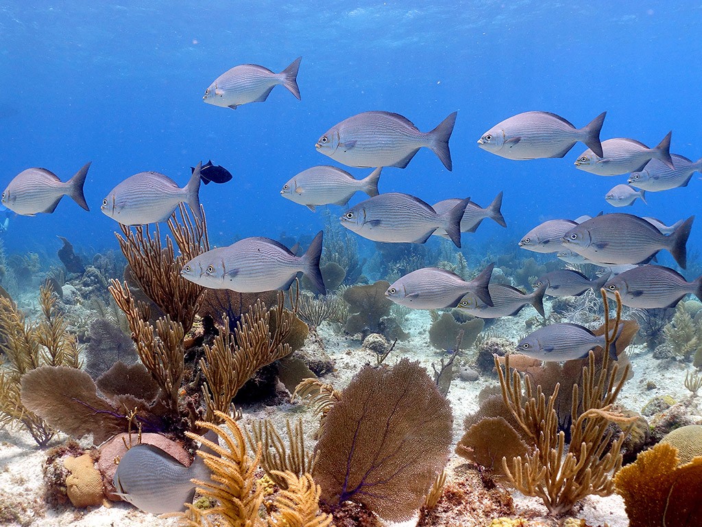 CCMI says the impact of a cruise berth on Cayman's marine environment required careful consideration