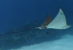 Swift thinking scuba diver saves a giant eagle ray This eagle ray with fishing line was spotted by a diver. - Photo: Ruby Stafford