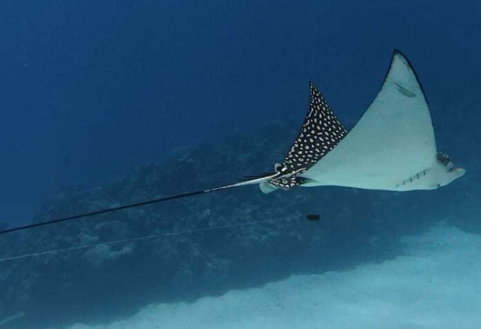 This eagle ray with fishing line was spotted by a diver. - Photo: Ruby Stafford