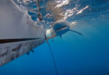 Documentary highlights shark monitoring in Cayman