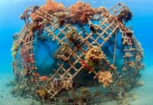 The issue explained: How ‘electric reefs’ could help restore lost coral and protect beaches