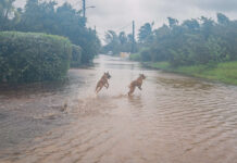 CSU forecasts ‘above-average’ 2025 hurricane season Dog play in the floodwaters in Grand Cayman brought by the passage of Helene in September 2024. - Photo: Taneos Ramsay