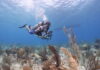Dive in: Cayman’s World Ocean Day events CCMI carries out research into ocean health and the marine environmen