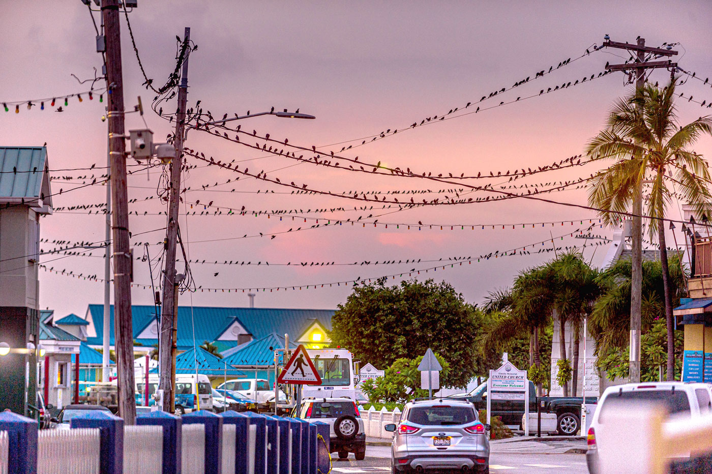 Ching chings are seen gathered on the George Town waterfront in 2019. - Photo: File