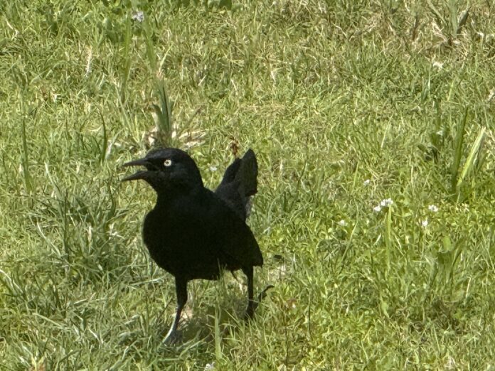 Ching Ching Ching chings are part of what makes Grand Cayman special. - Photo: Simon Boxall