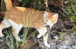 Animal welfare charity seeks court order to stop cat cull