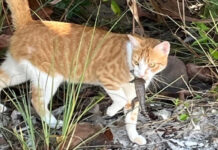 Animal welfare charity seeks court order to stop cat cull