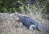 Little Cayman’s rock iguana population triples after feral-cat cull