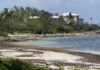 Record-breaking sargassum influx begins to hit Cayman