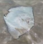 Protected southern stingray found killed by Barefoot Beach This southern stingray was found in the shallow water near Barefoot Beach in East End. - Photo: Supplied