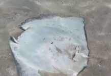 Protected southern stingray found killed by Barefoot Beach This southern stingray was found in the shallow water near Barefoot Beach in East End. - Photo: Supplied