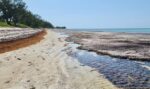 Low tides and striking scenes on Cayman’s coast Low tide at Barkers left large patches of turtle grass exposed to the elements. - Photos: Kirsty Whittaker