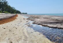 Low tides and striking scenes on Cayman’s coast Low tide at Barkers left large patches of turtle grass exposed to the elements. - Photos: Kirsty Whittaker
