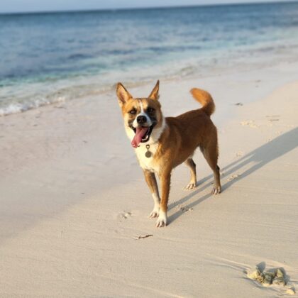 Jack kitesurfing dog